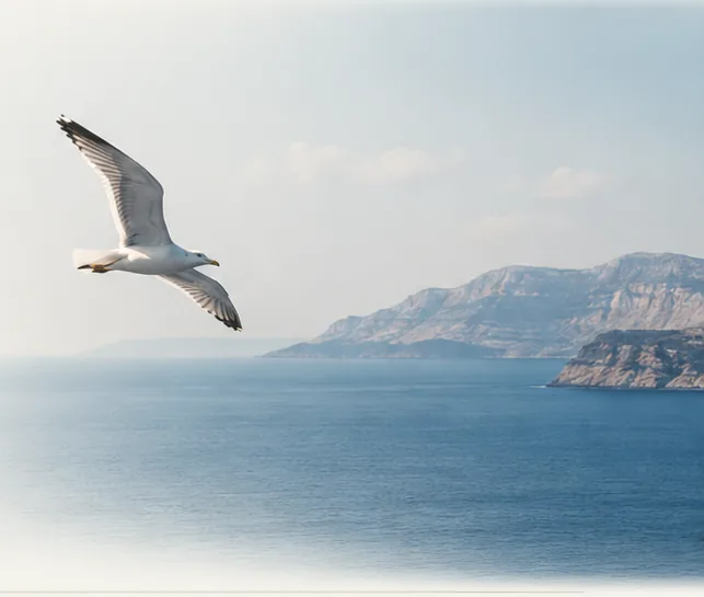 Gull flying over a Greek coastline